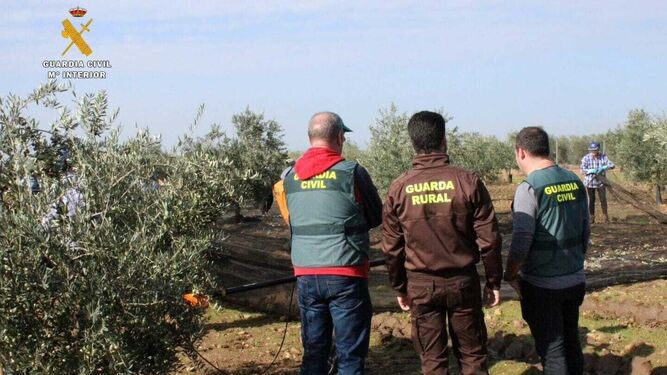 Dos investigados en Granada por hurtar 171 kilos de aceituna en Algarinejo
